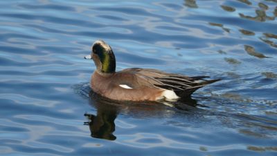 American wigeon, male