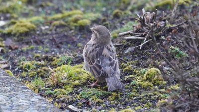 House sparrow from behind