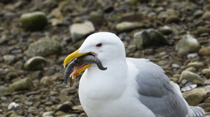 Seagull eating a starfish