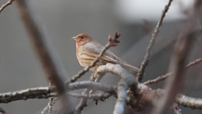 House finch