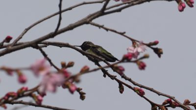 Hummingbird