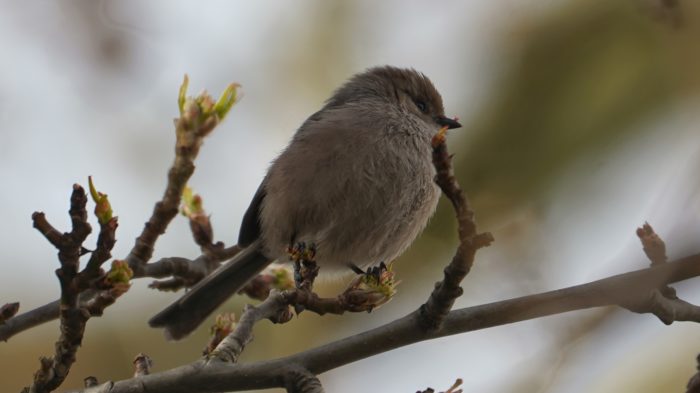 Bushtit