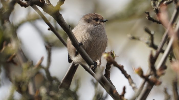 bushtit