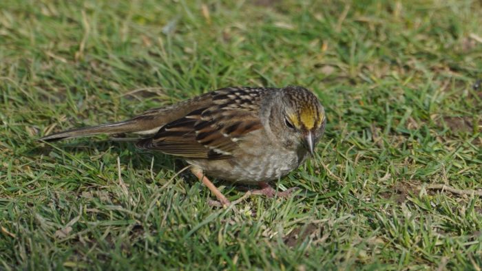 Golden-crowned sparrow