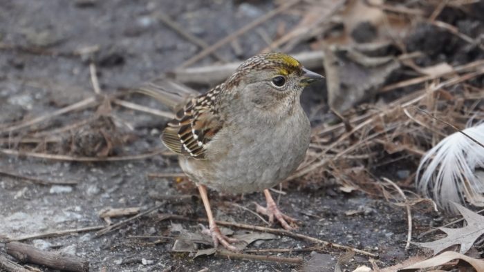 golden-crowned sparrow