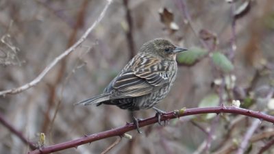 Red-winged blackbird