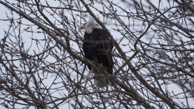 Bald eagle