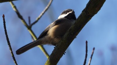 Morning chickadee