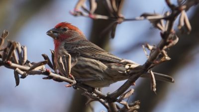 House finch, male, seed in mouth