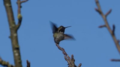 Hummingbird taking flight