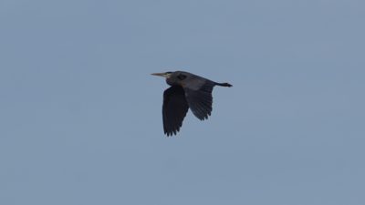 Heron in flight