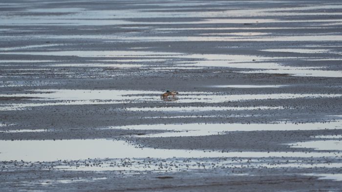 Faraway mallards