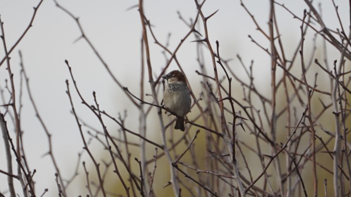 House sparrow