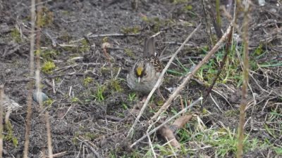 Golden-crowned sparrow