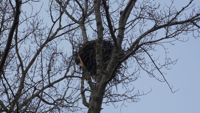 Eagle's nest