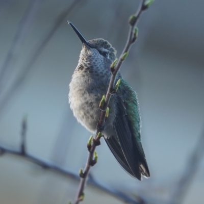 Female hummingbird