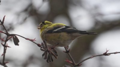 Goldfinch