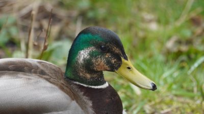 mottled mallard