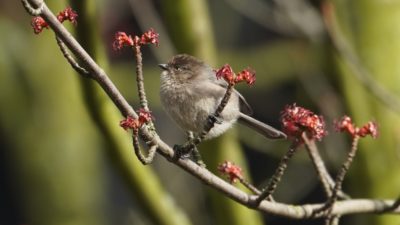 Bushtit in blossoms