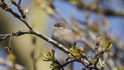 bushtit