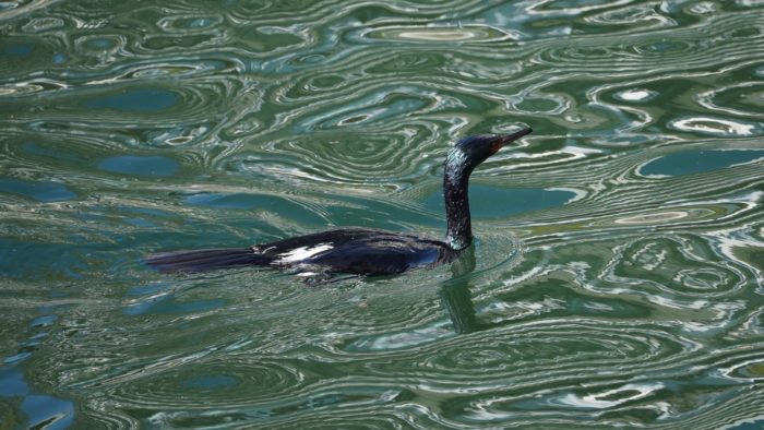 Cormorant