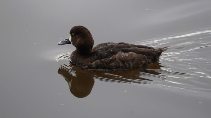 greater scaup, female