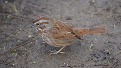 song sparrow