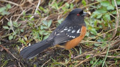 spotted towhee