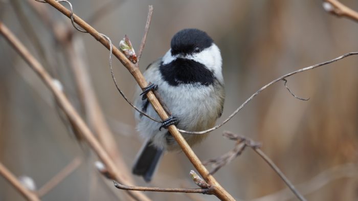 Chickadee