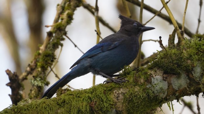 steller's jay