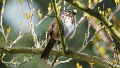 song sparrow