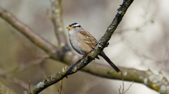 white-crowned sparrow