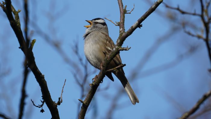 white-crowned sparrow