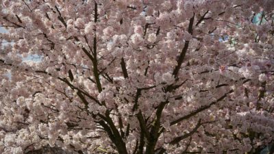 spring blossoms