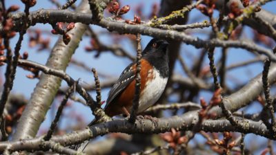 spotted towhee