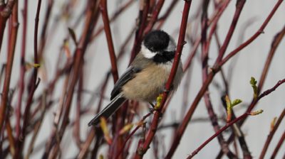 chickadee