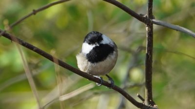 black-capped chickadee