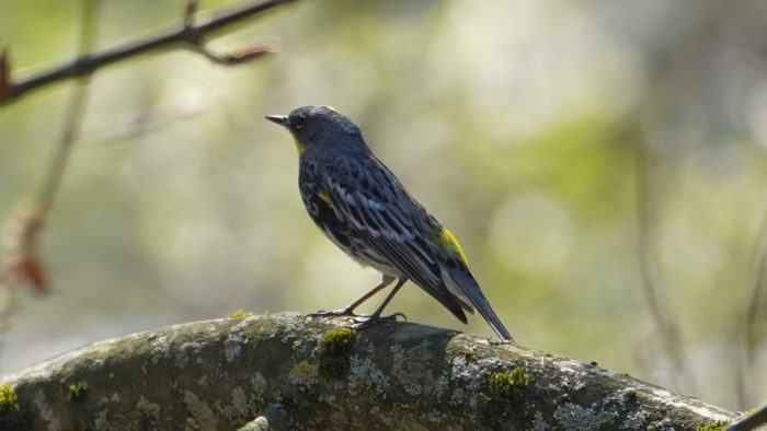 Yellow-rumped warbler