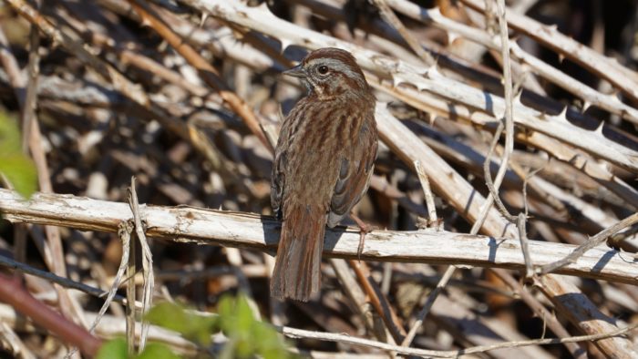 Song sparrow