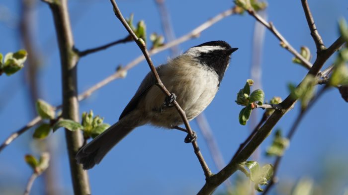 chickadee