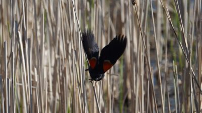 Red-winged blackbird taking off