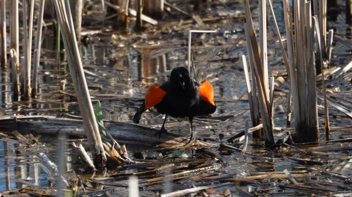 Red-winged blackbird