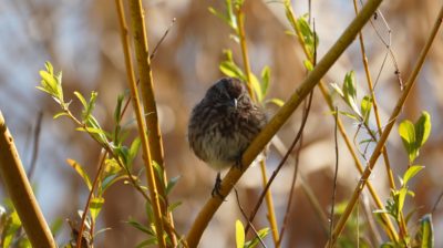 Song sparrow