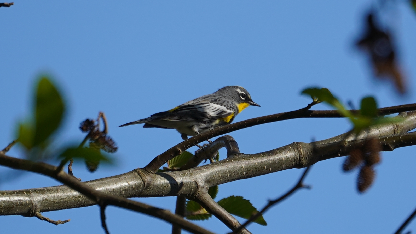 Yellow-rumped warbler