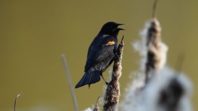 Red-winged blackbird