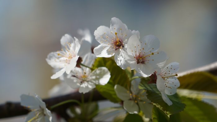 white blossoms