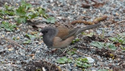 dark-eyed junco