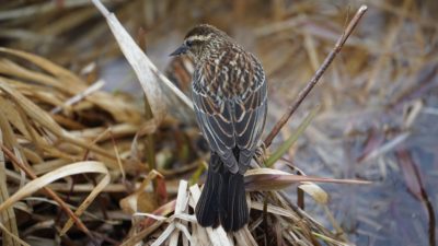 red-winged blackbird