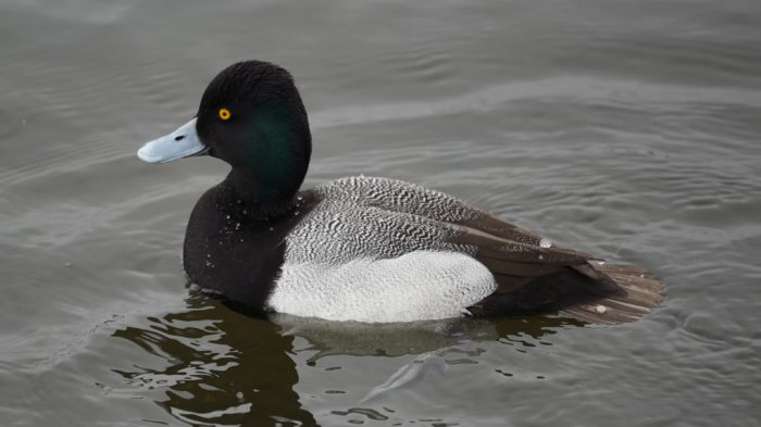 greater scaup