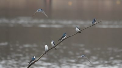 tree swallows